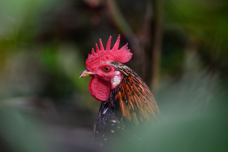 portrait of rooster