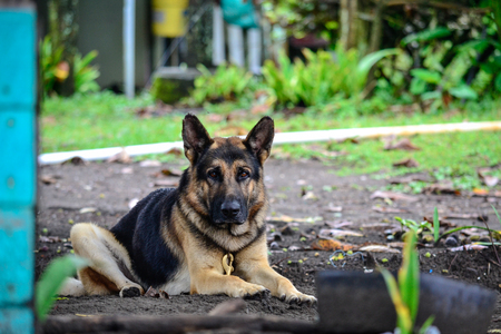 portrait of german shepherdの写真素材