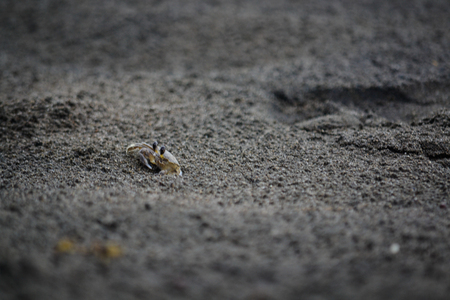 a small crab in the sandの写真素材