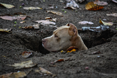 a pit bull in a holeの写真素材