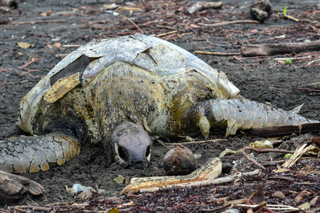 turtle cadaver on the beachの写真素材
