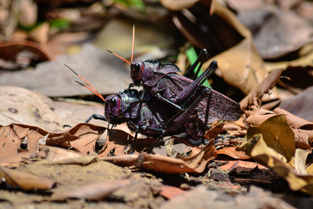 black crickets matingの写真素材