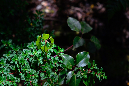 green plant illuminated with ambient lightの写真素材