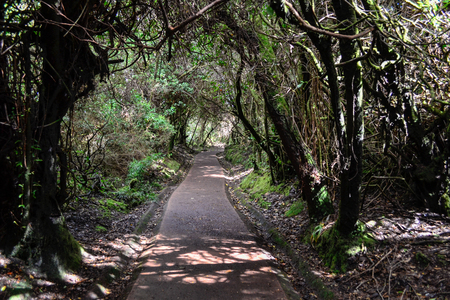 natural tunes of trees for the roadの写真素材
