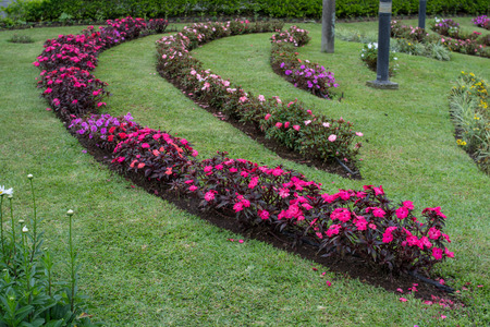 little red flowers in the green gardenの写真素材