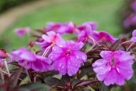 violet flowers with drops of dewの写真素材