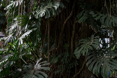 leafy trees with vegetation aroundの写真素材