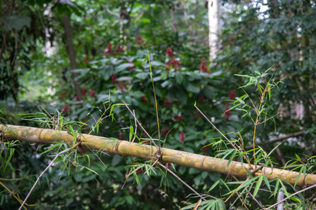 bamboo branch in the foregroundの写真素材