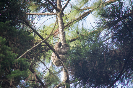 Lazy bear moving among the branches of a treeの写真素材