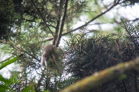 Lazy bear moving among the branches of a treeの写真素材