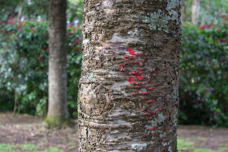 pine tree marked redの写真素材