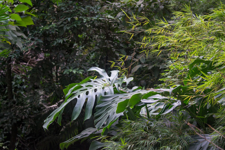 green forest with a great variety of treesの写真素材