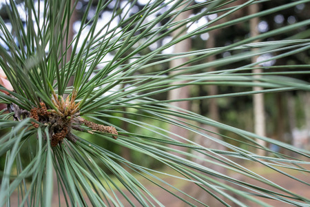 pine twig in the foregroundの写真素材