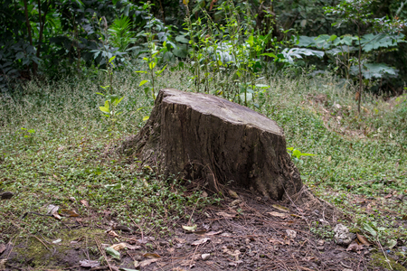 the trunk of a tree with roots that was cutの写真素材
