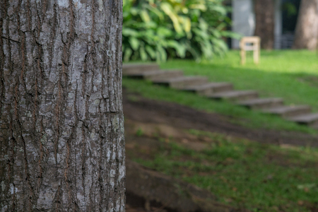 house garden with a tree len close-upの写真素材