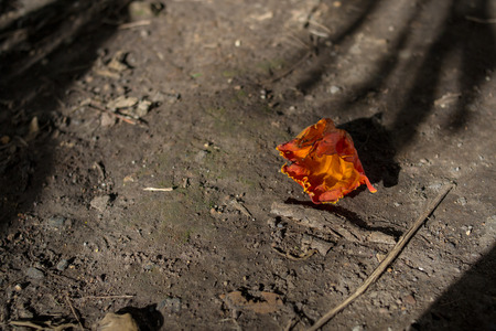 withered flower on the groundの写真素材