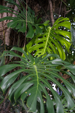 plant with large leaves with holesの写真素材