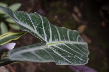 large leaf close upの写真素材