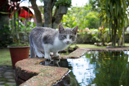kitten drinking water from a fountainの写真素材