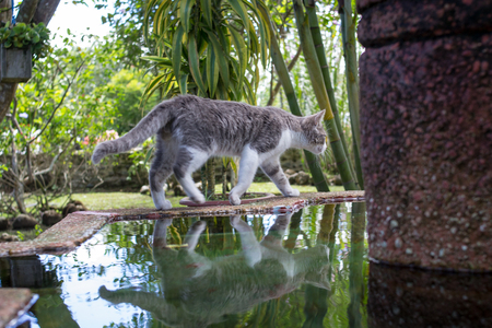 kitten walking on a water fountainの写真素材
