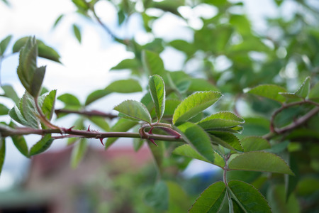 tender green leaves of the gardenの写真素材