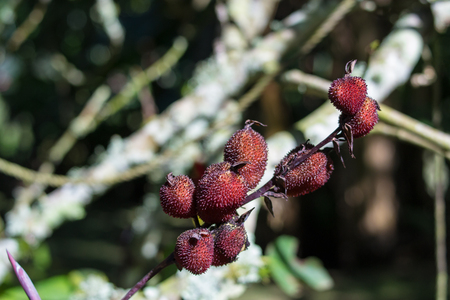 Forest fruits with striking color red and textureの写真素材