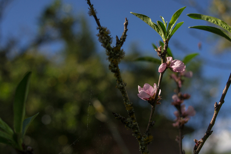 pink flowers with blue backgroundの写真素材
