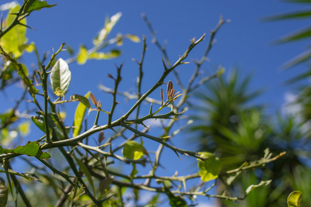 green twigs of the treeの写真素材