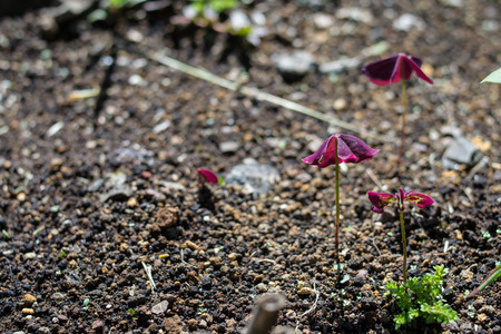 purple flower on fresh earthの写真素材