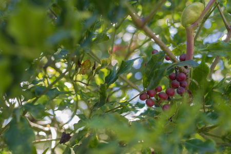 Forest fruits with striking color red and textureの写真素材
