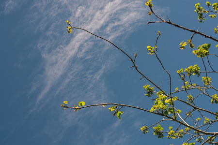 green twigs of the treeの写真素材