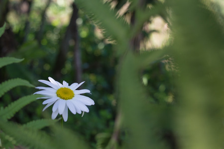 white flowerの写真素材
