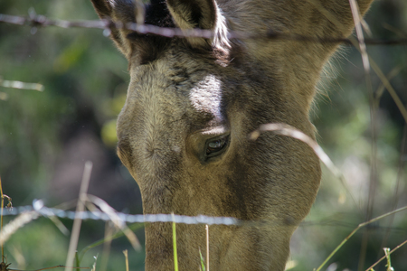 close up portrait of a horseの写真素材