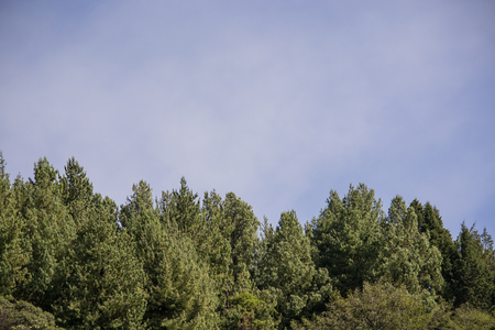 pine forest landscape with cloudy skyの写真素材