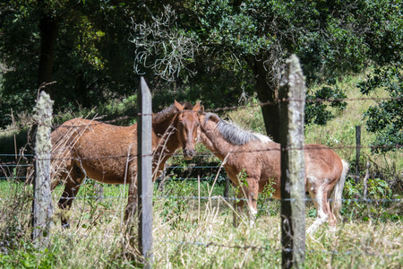horses playing in the meadowの写真素材