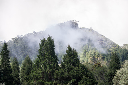 landscape of green pine trees on cloudy dayの写真素材