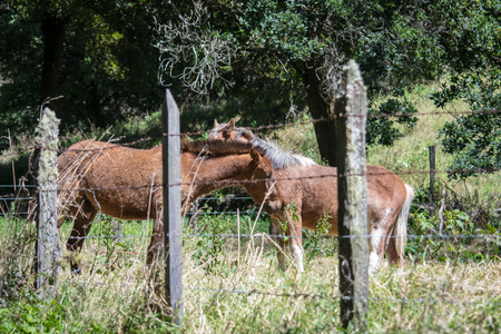 horses playing in the meadowの写真素材