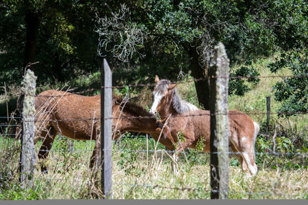 horses playing in the meadowの写真素材