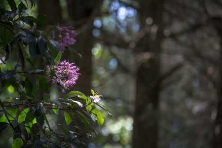 small pink wild flowerの写真素材