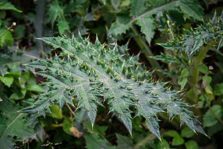 green plant with pointy leavesの写真素材