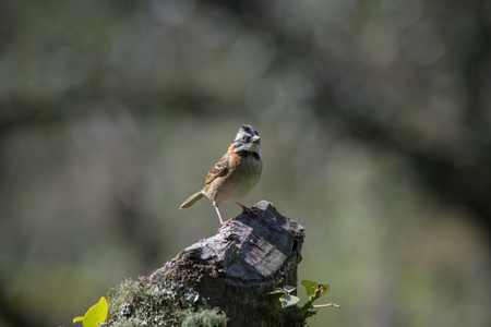 little bird posingの写真素材