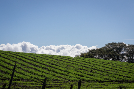 agricultural cultivation in the mountainsの写真素材