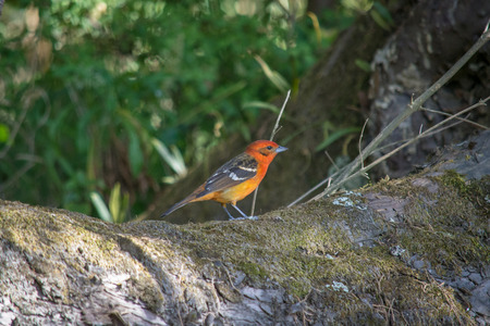cute orange birdの写真素材