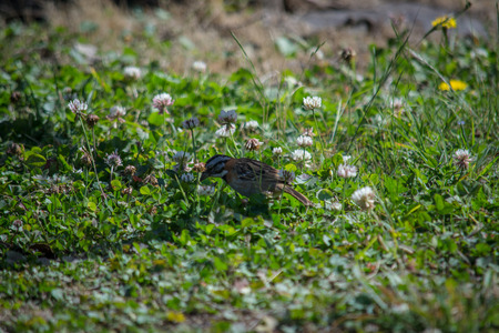 little bird on the grassの写真素材
