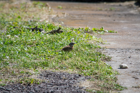 little bird on the grassの写真素材