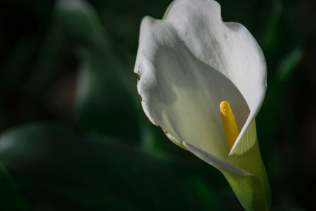 white cove in the gardenの写真素材