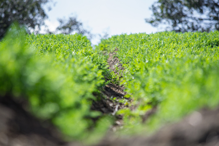 agricultural crop up closeの写真素材