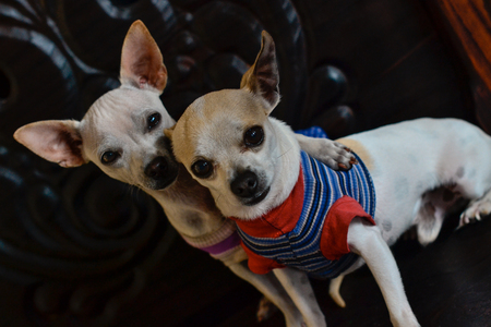 cute chihuahua puppies dressed in a lot of colorの写真素材