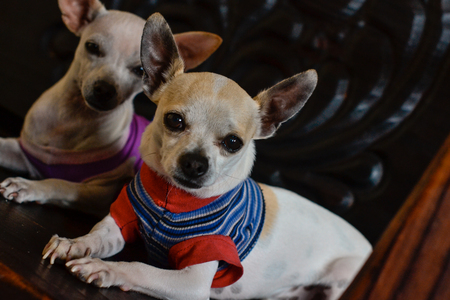 cute chihuahua puppies dressed in a lot of colorの写真素材