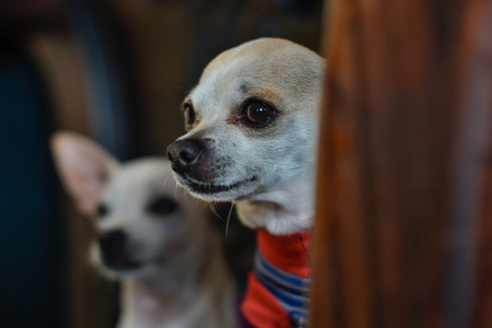 cute chihuahua puppies dressed in a lot of colorの写真素材